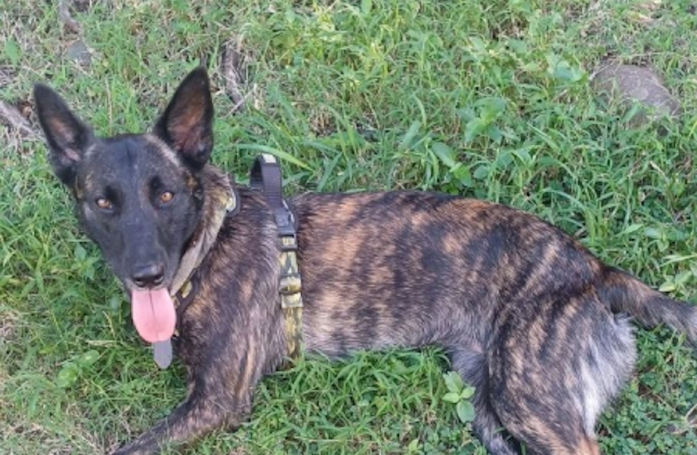 Abandonnée à La Réunion, cette chienne est accueillie par une bénévole et cherche sa nouvelle famille