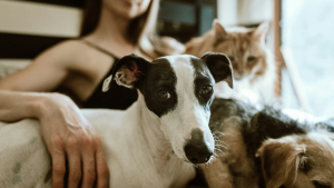 Illustration : "Quels sont les droits des animaux de compagnie en France ?"