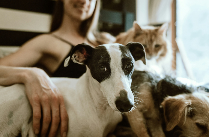 Quels sont les droits des animaux de compagnie en France ?
