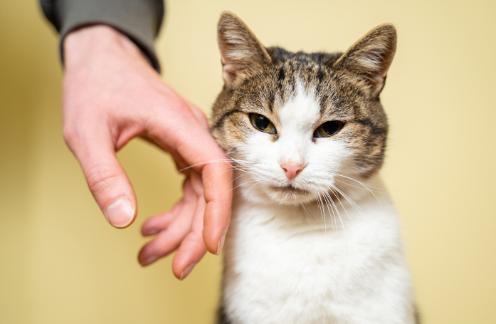 Pourquoi certains animaux restent-ils des années en refuge ?
