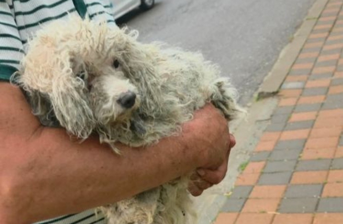 Après avoir vécu attachée à une chaîne, cette petite chienne cherche une famille aimante pour savourer la liberté