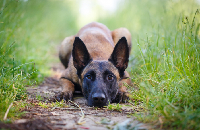 Pourquoi certaines races de chien se retrouvent-elles massivement en refuge ?