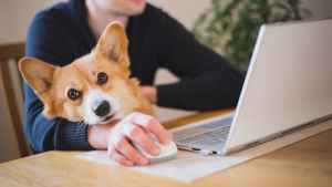 Illustration : "Peut-on adopter un animal quand on travaille toute la journée ?"
