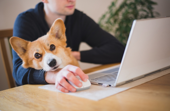 Peut-on adopter un animal quand on travaille toute la journée ?
