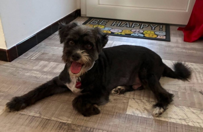 Ce chien qui passait son temps dehors sans connaître la vie de famille cherche des adoptants prêts à l'aimer pour de bon