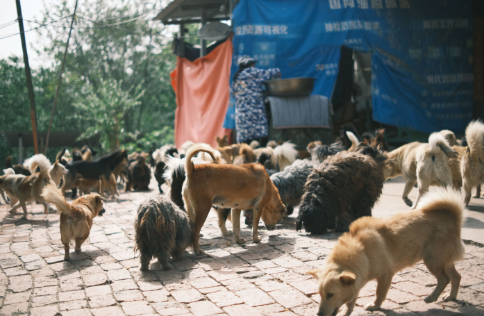 Qu’est-ce que l’accumulation compulsive d’animaux et comment aider ?