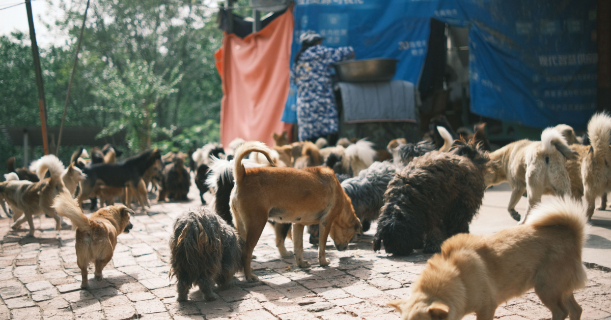 Syndrome de Noé : quand l’amour des animaux devient difficile à gérer
