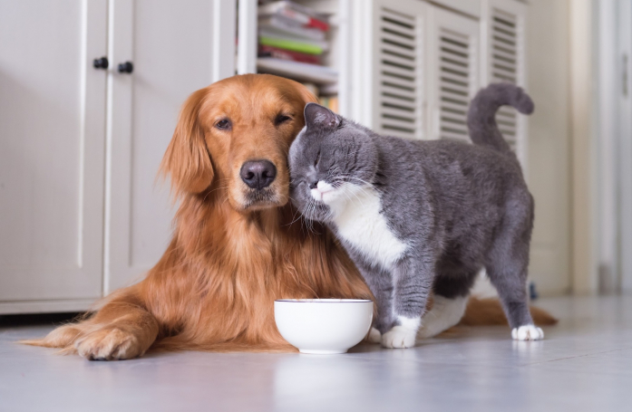 Quelles sont les erreurs à éviter lors des premiers repas de votre animal adopté ?