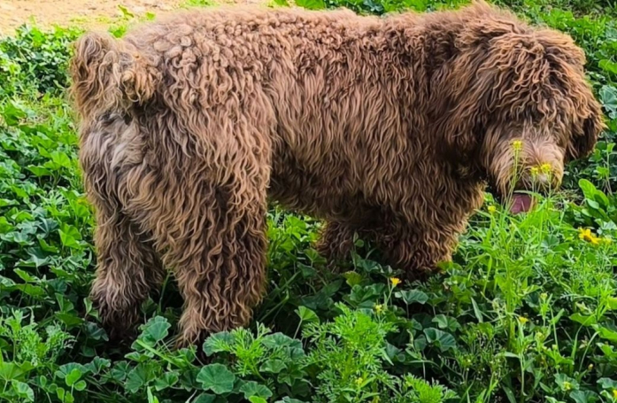 Séparé trop tôt de sa mère et enfermé sur un balcon, ce chien rêve d’une vie stable