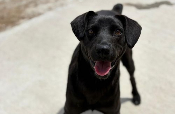 Abandonnée au milieu des déchets, cette jeune chienne adoptable veut profiter de chaque instant et rencontrer la famille idéale