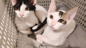 Illustration : "Ces 2 chats sauvés de l’errance et de la faim « n'aspirent qu'à une chose : poser leurs patounes définitivement au sein d'un foyer »"