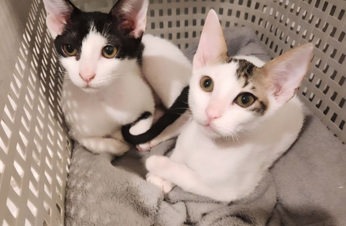 Ces 2 chats sauvés de l’errance et de la faim « n'aspirent qu'à une chose : poser leurs patounes définitivement au sein d'un foyer »