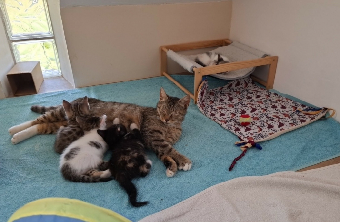 Portrait d'association – Paroles de Chats