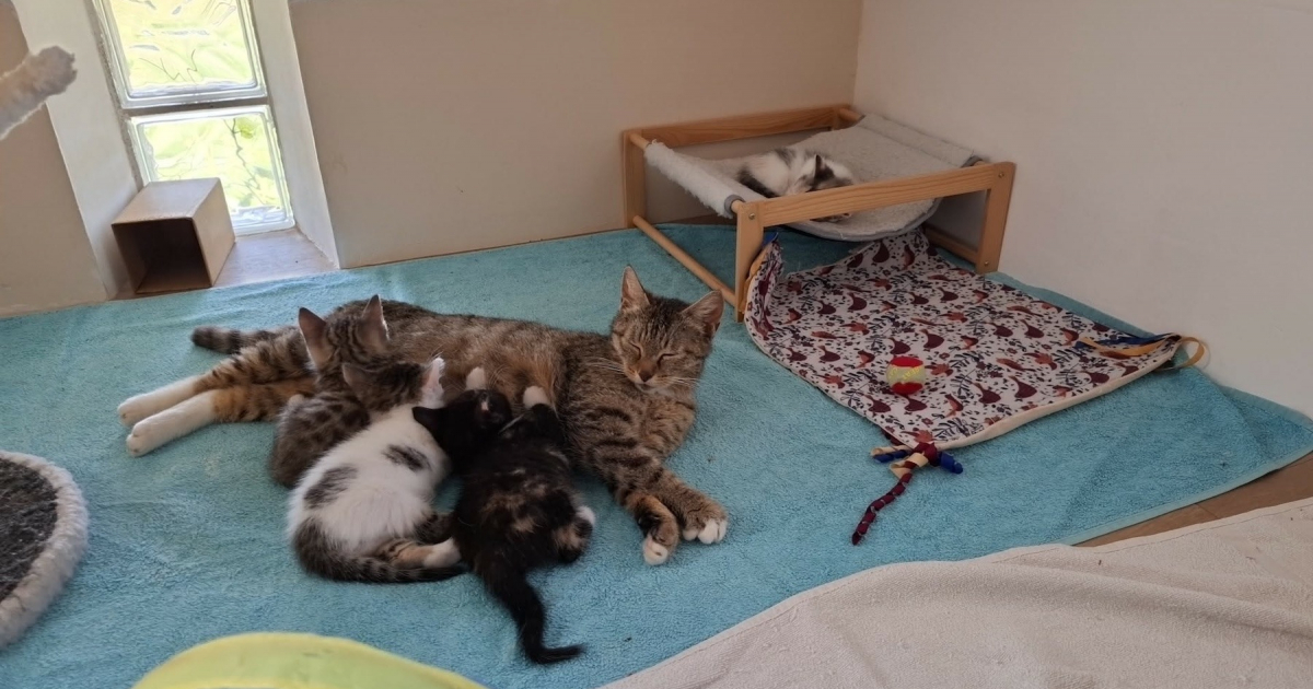 Paroles de Chats : une association engagée pour les félins