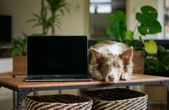 Que faire si vous découvrez une photo ou une vidéo de maltraitance animale sur Internet ?