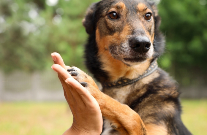 Comment les associations de protection animale financent-elles leurs sauvetages ?