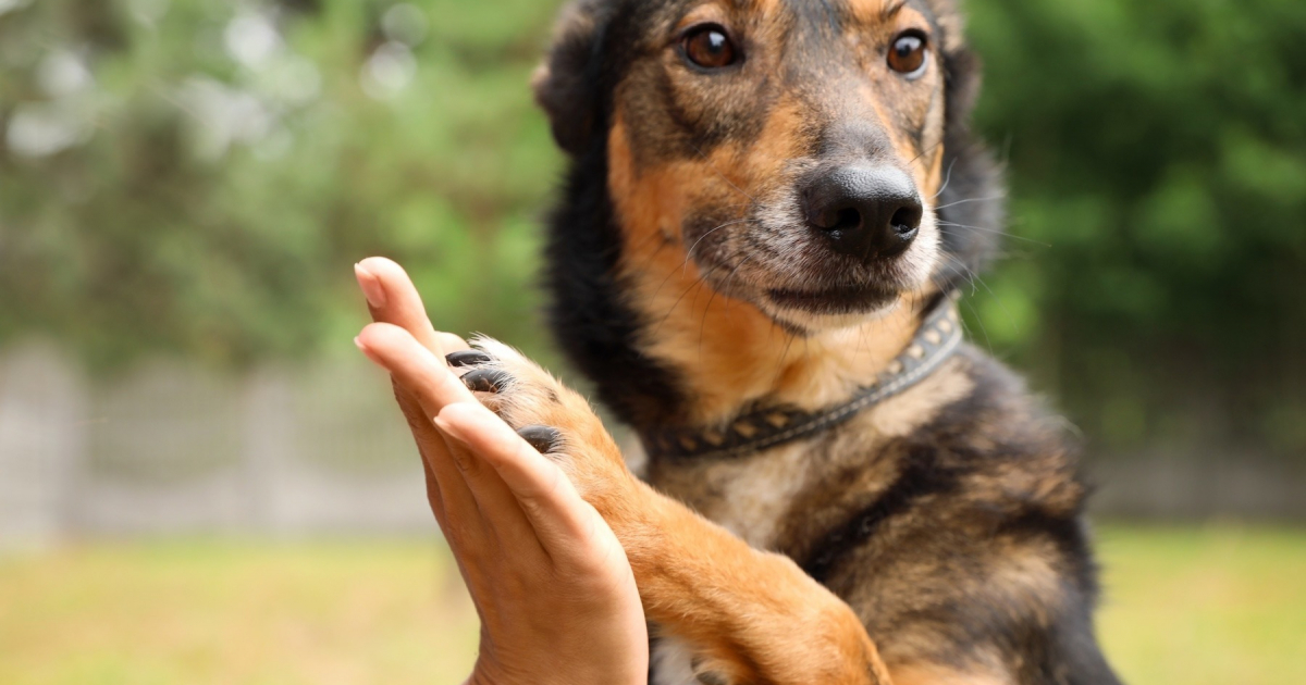 Comment financer les sauvetages des animaux par les associations ?