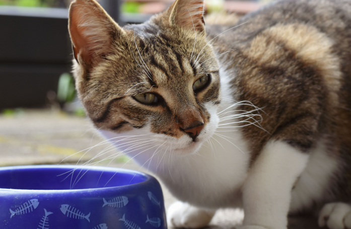 Comment choisir une gamelle pour son chien ou son chat ?