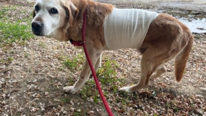 Illustration : "À 14 ans, cette chienne sortie de fourrière et soignée pour une tumeur cherche un panier retraite "