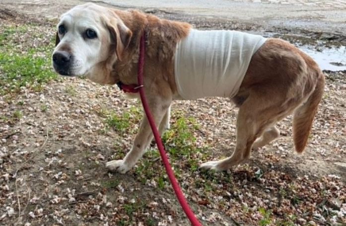 À 14 ans, cette chienne sortie de fourrière et soignée pour une tumeur cherche un panier retraite 