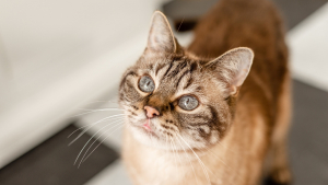Illustration : "Quels sont les signes d’arthrose chez le chat ?"