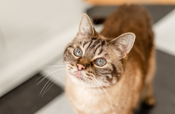 Quels sont les signes d’arthrose chez le chat ?