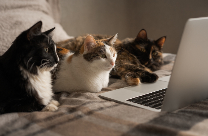 Comment décrypter l’annonce d'adoption d’un animal ?