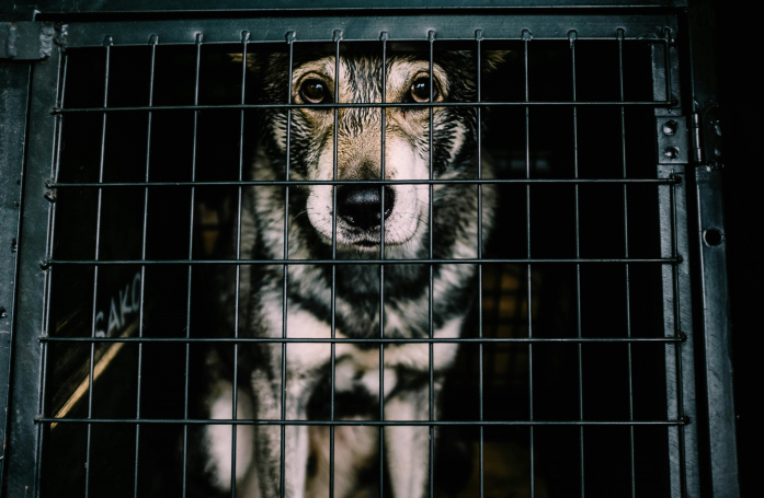 Comment sensibiliser son entourage à la cause animale sans devenir culpabilisant ?