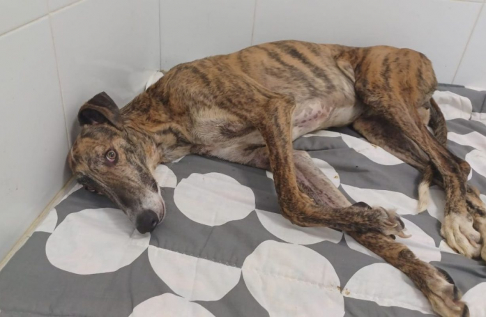 Jugé inutile à cause de son épilepsie, ce Galgo espère trouver une famille qui saura voir sa vraie valeur