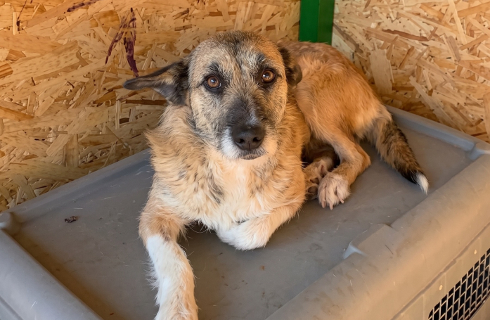 Après avoir perdu ses chiots et échappé à l’euthanasie, cette chienne attend une famille