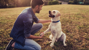 Illustration : "Comment accompagner un chien qui a peur des hommes ?"