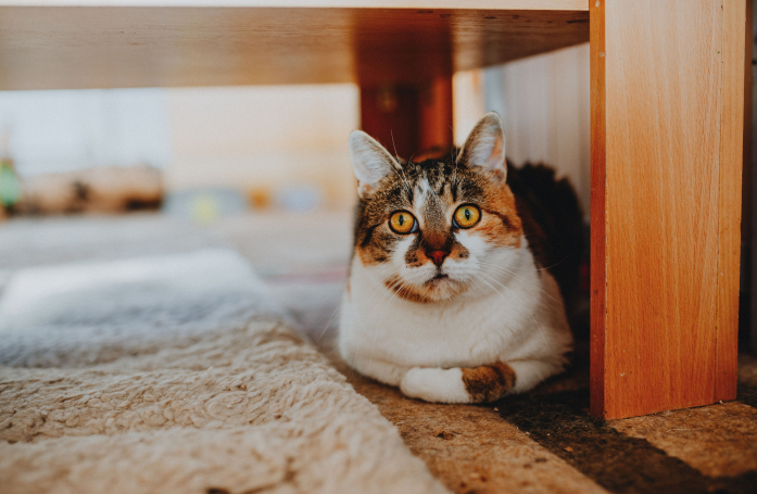 Comment aménager un studio pour vivre avec un animal ?