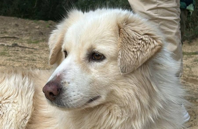 Après avoir connu des années d’errance et la maladie, cette adorable chienne cherche aujourd’hui sa famille pour la vie (vidéo)