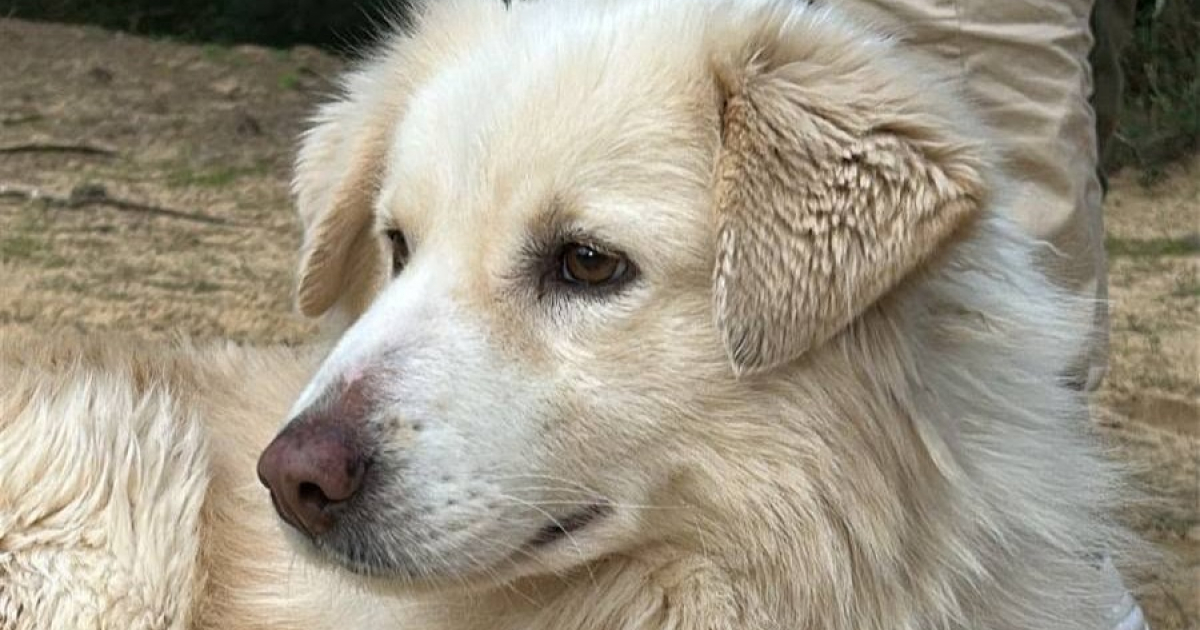 Neige, chienne sauvée de Tunisie, cherche une famille en France