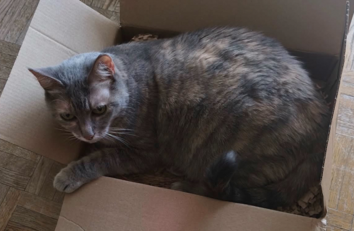 Sauvée d'un foyer touché par le syndrome de Diogène, cette douce mamie chat attend sa seconde chance