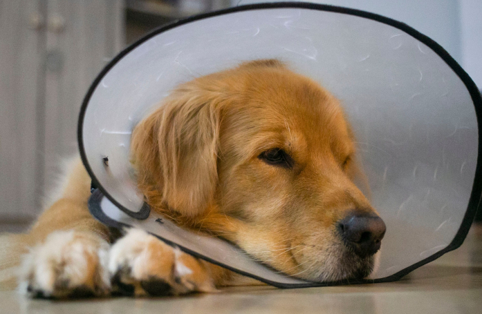 Comment créer une cagnotte en ligne pour financer les soins d'un animal rescapé ?