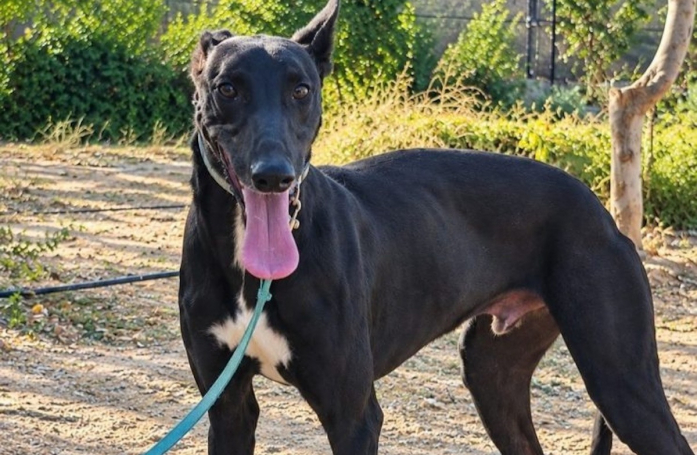 Après un séjour en fourrière avec une patte cassée, ce croisé Galgo mérite de connaître l'amour de votre famille