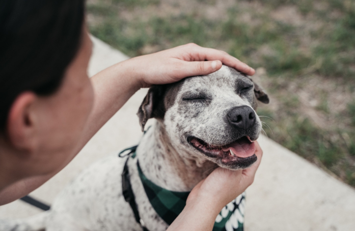 Comment adopter un animal qui a vécu plusieurs années en refuge ?