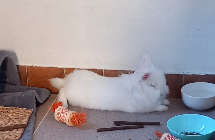 Enfermé dans une cage au début de sa vie, ce lapin cherche une famille qui lui promettra la liberté