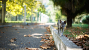 Illustration : "Que faire si vous trouvez un chaton abandonné ?"