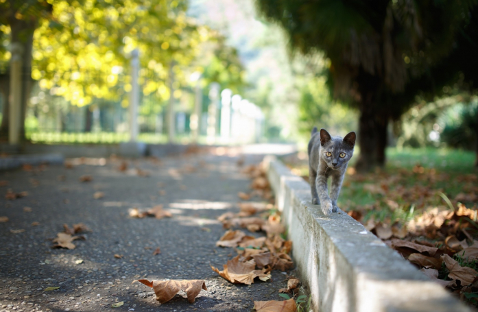 Que faire si vous trouvez un chaton abandonné ?