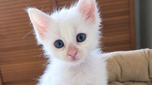 Illustration : "Abandonné dans des poubelles, ce chaton blanc espère trouver une famille qui prendra soin de lui"