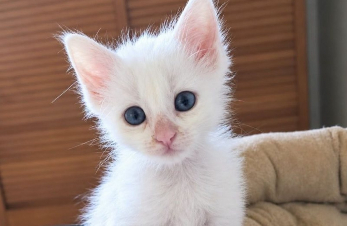 Abandonné dans des poubelles, ce chaton blanc espère trouver une famille qui prendra soin de lui