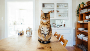 Illustration : "Peut-on laisser un chat seul à la maison ?"