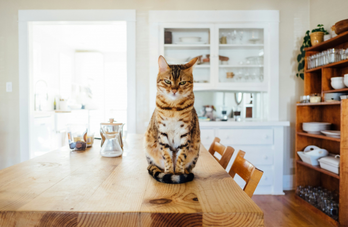 Peut-on laisser un chat seul à la maison ?