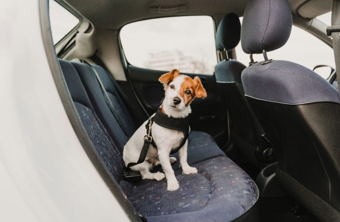 Comment transporter un animal adopté du refuge jusqu’à son nouveau foyer ?