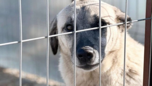 Illustration : "Ce chien à 3 pattes, blessé à la suite d'une attaque, cherche une famille qui l'aidera à tourner la page"
