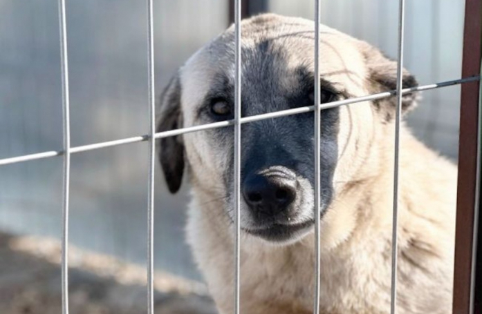 Ce chien à 3 pattes, blessé à la suite d'une attaque, cherche une famille qui l'aidera à tourner la page