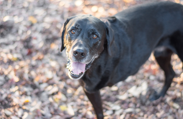 Comment adopter un chien à 3 pattes ?