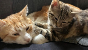 Illustration : "Ce chat d'un an prend soin d'un chaton de 3 mois : ils devront être adoptés ensemble"